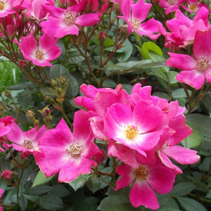 Rosa  Ernye - ružičasta - patuljasta ruža 
